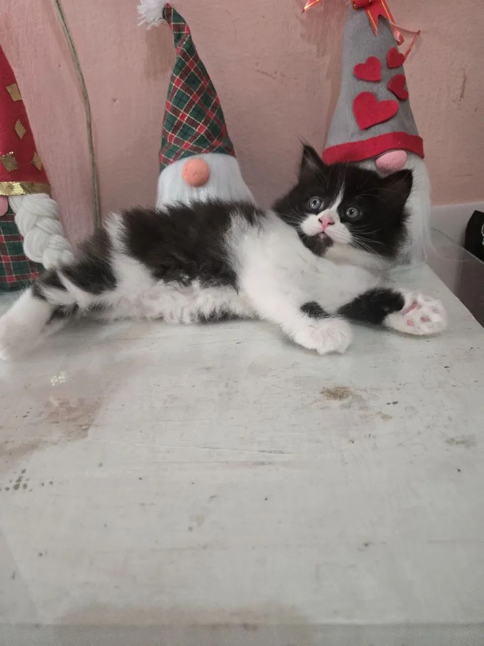 Filhote persa à venda! - Foto 3