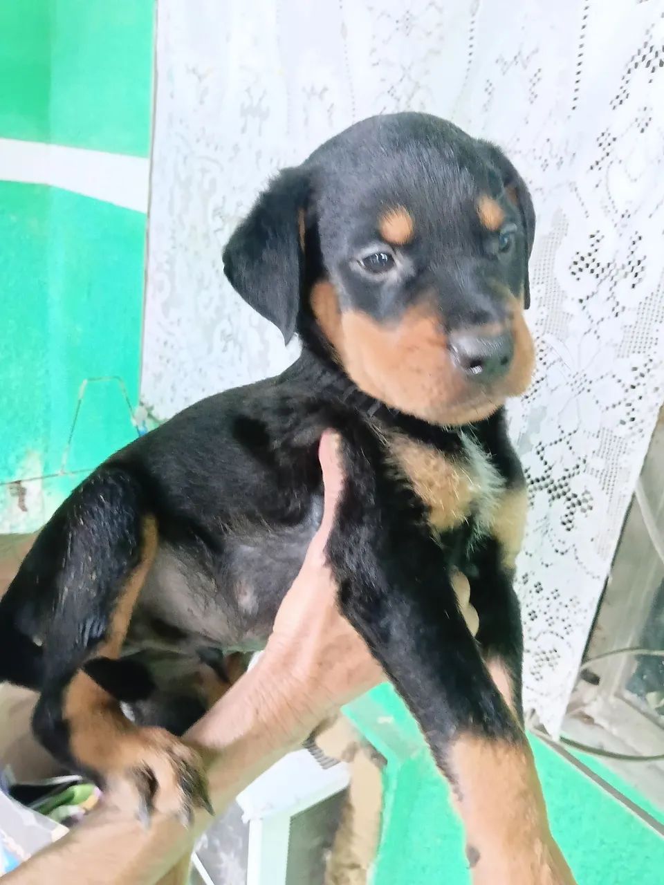 Rottweilers machos  - Foto 2