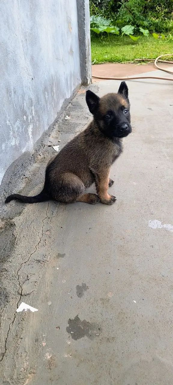 Pastor belga malinois  - Foto 4