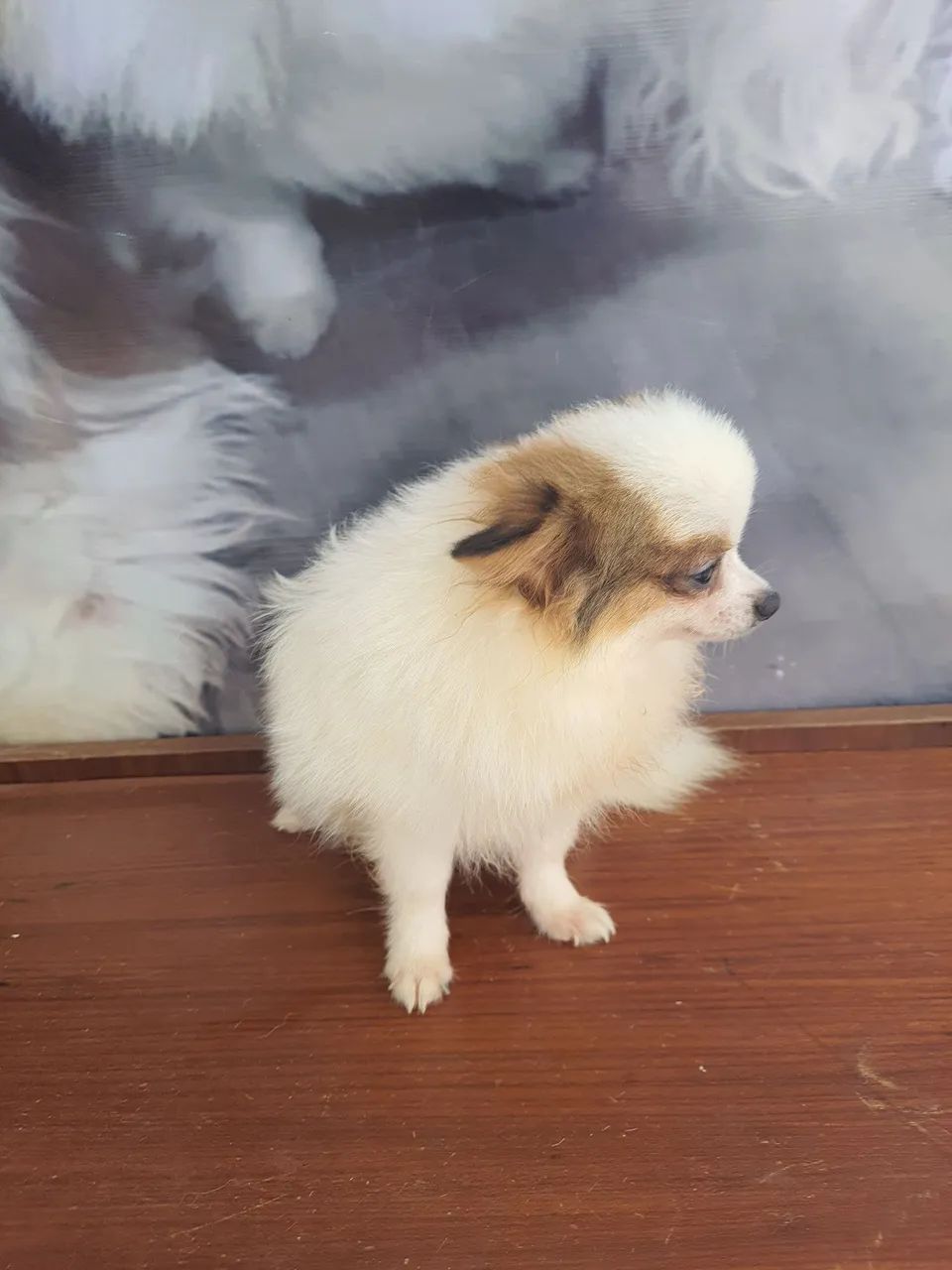 Spitz alemão  - Foto 2