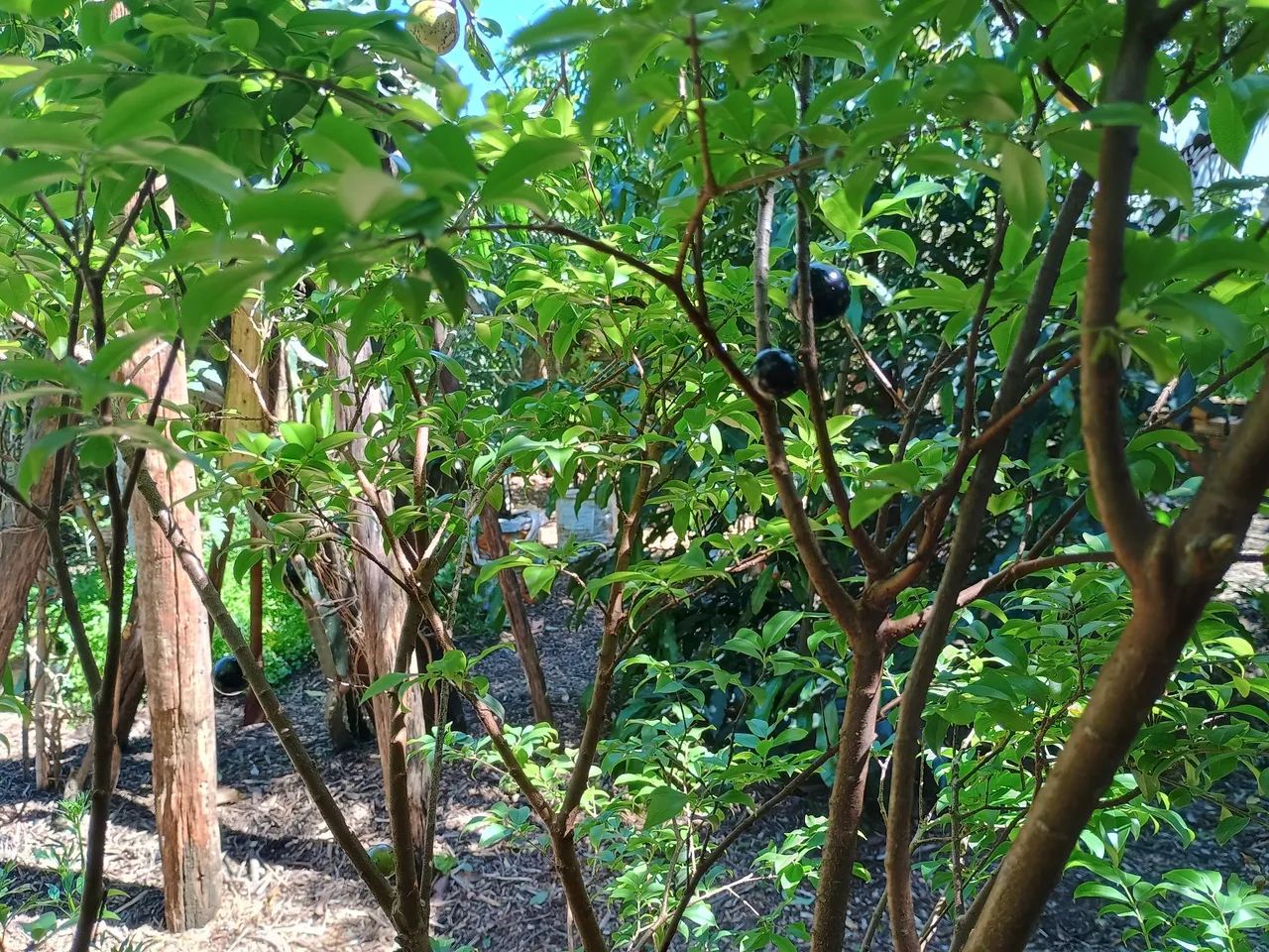 Mudas frutíferas  - Foto 2