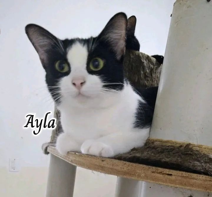 AYLA PARA ADOÇÃO  - Foto 2