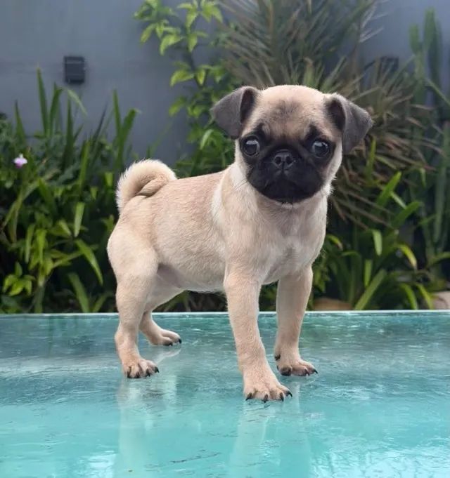 PUG DISPONÍVEL 