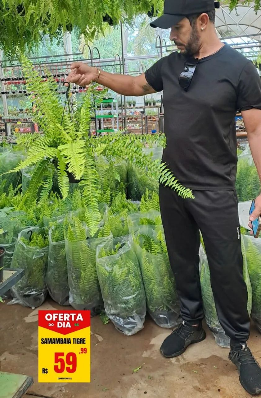 Samambaia Tigre promoção!!! - Foto 5