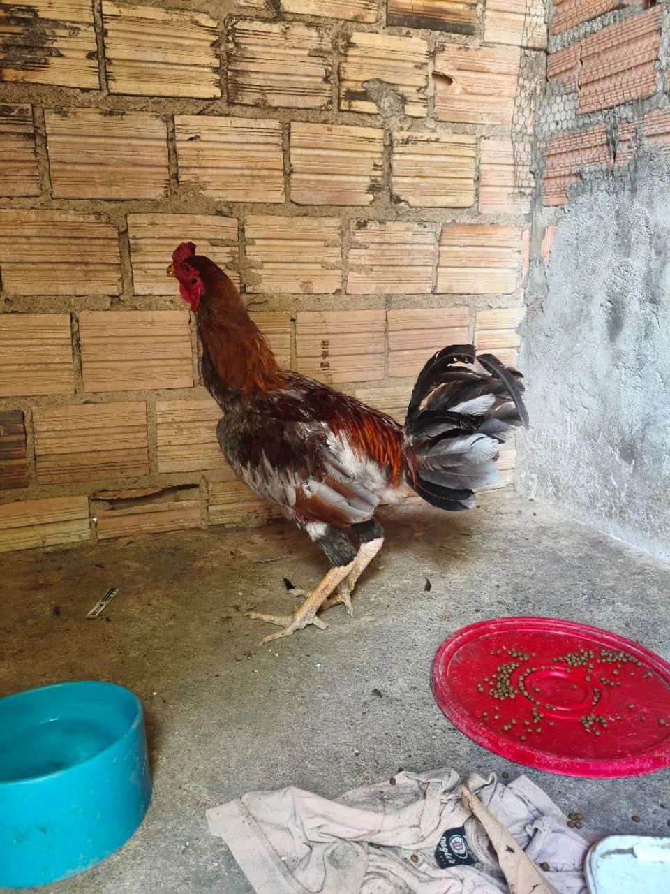 Galo caipira  - Foto 2