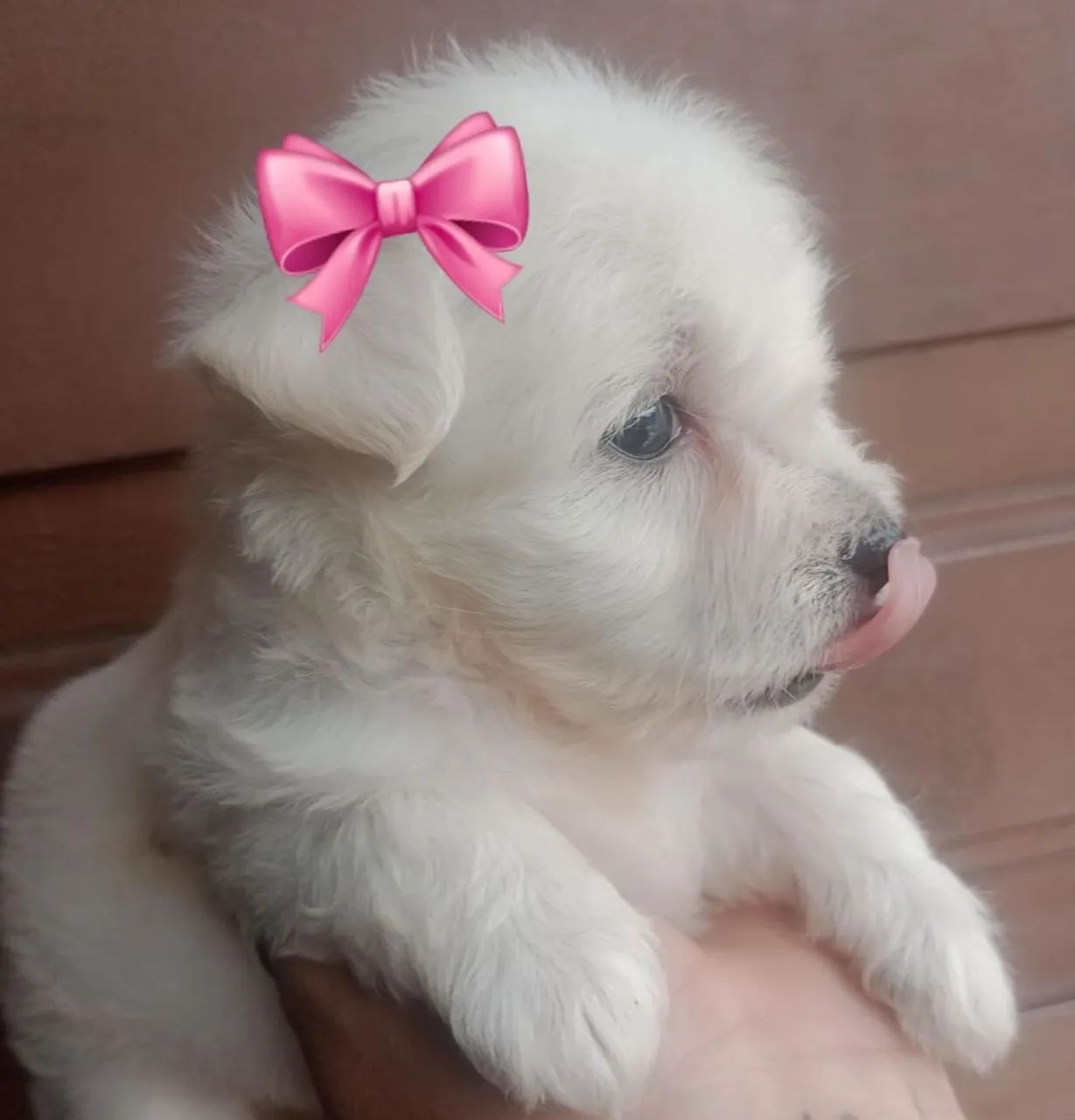 Maltês micro fêmea  - Foto 5