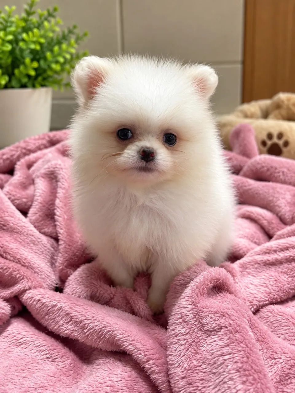 Spitz Alemão  - Foto 2