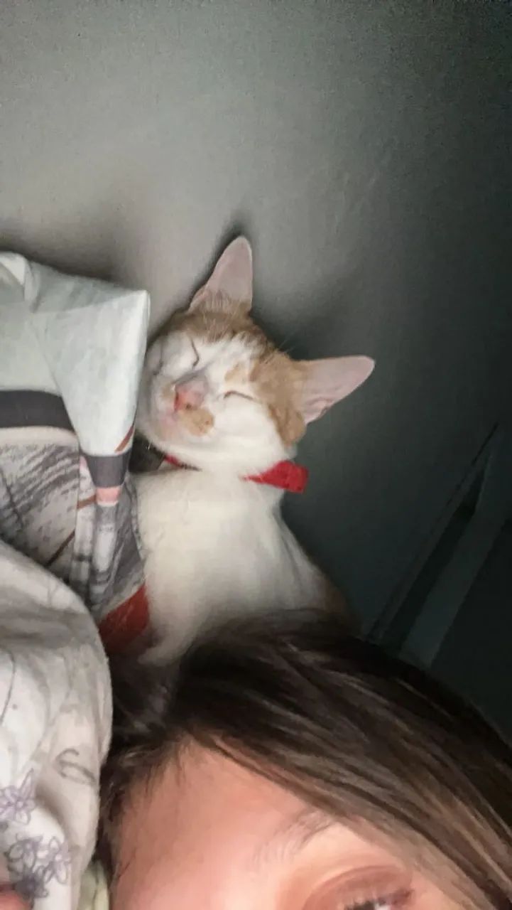 2 gatinhos macho  - Foto 2
