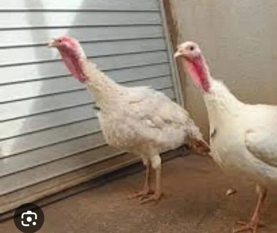 Vendo casal de perus