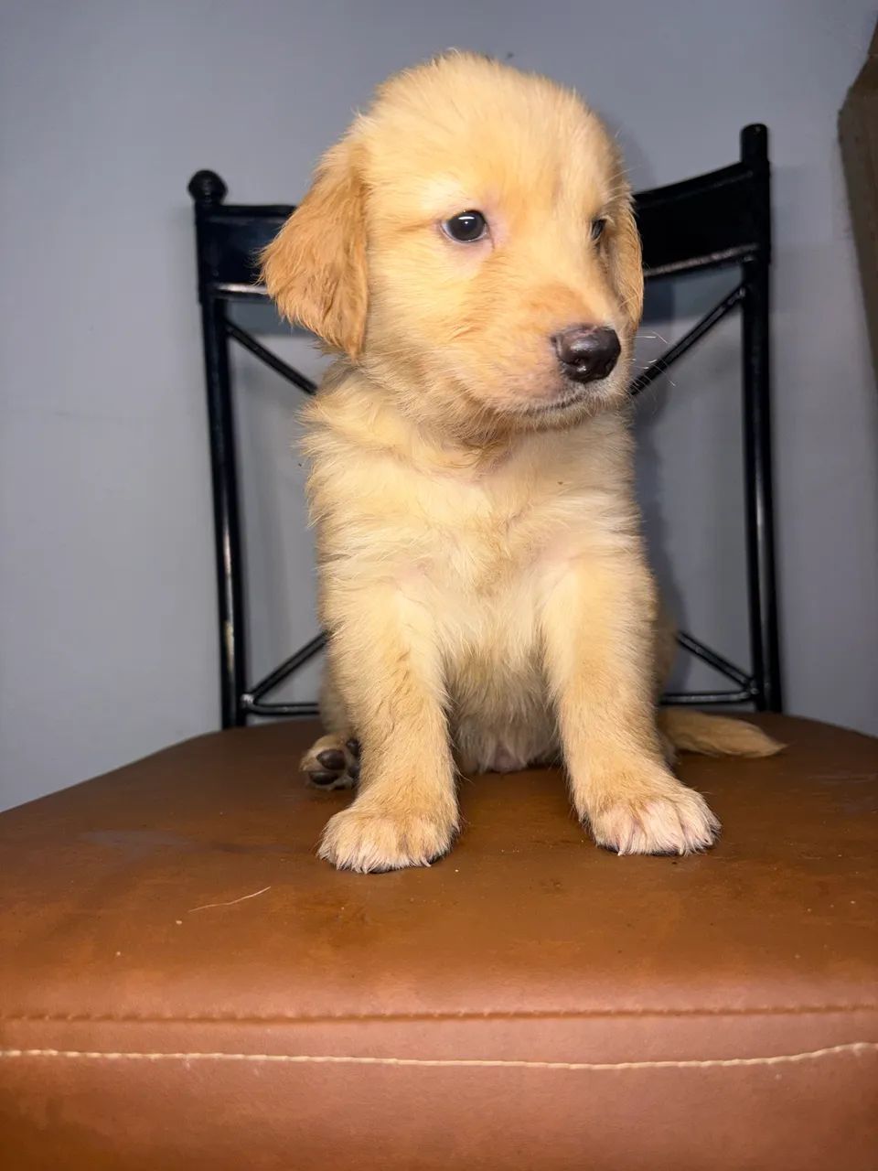 Golden Retriever  - Foto 4