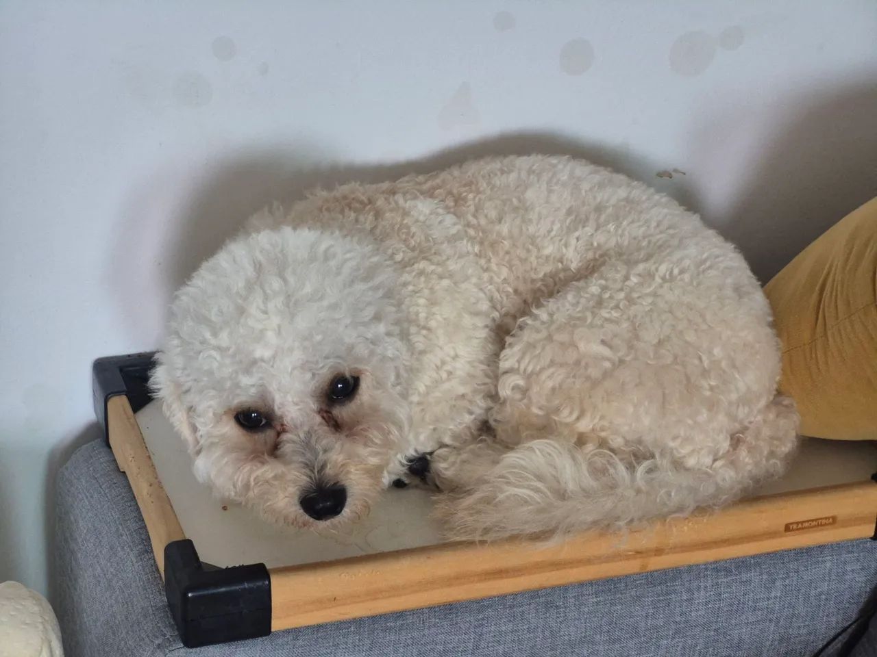 Doação de Poodle - Foto 2