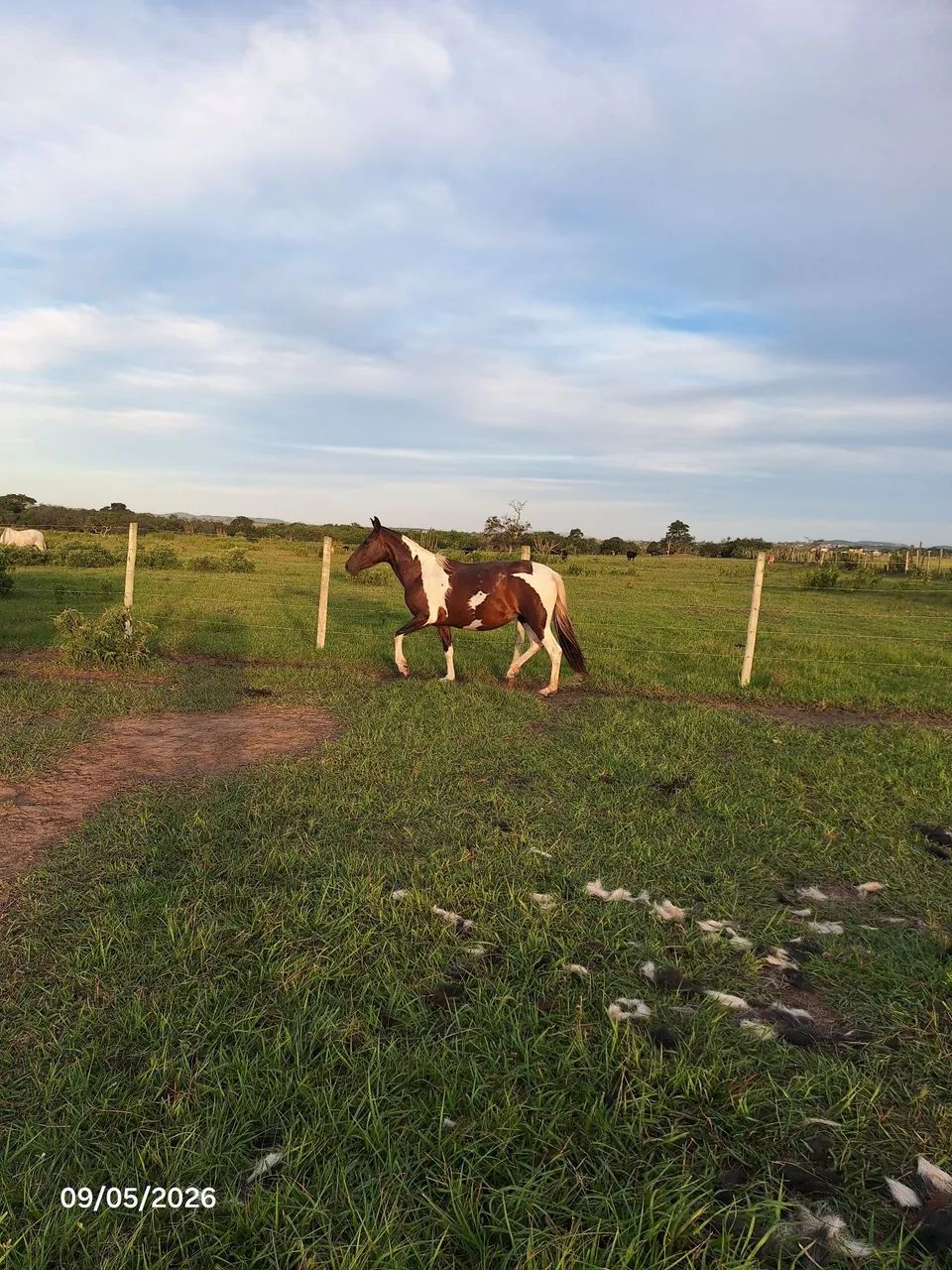 Potra Mangalarga Marchador (sem registro)