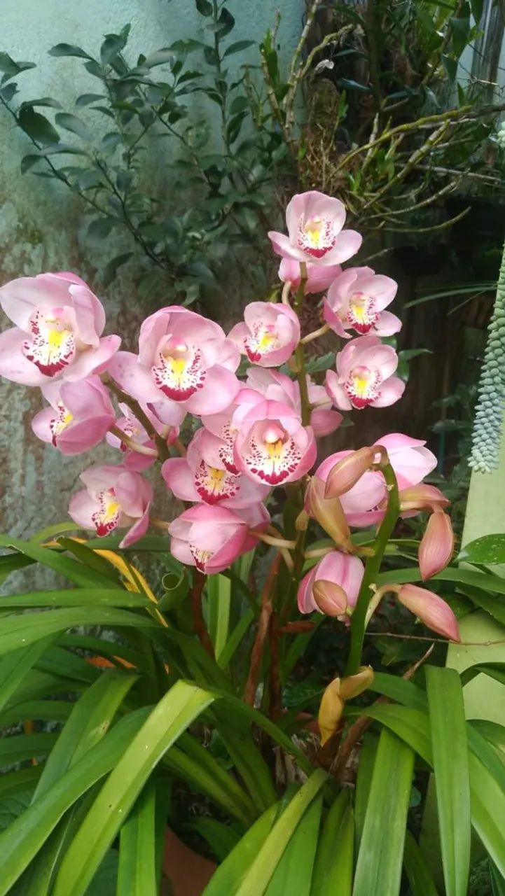 Planta Orquidea Cymbidium 