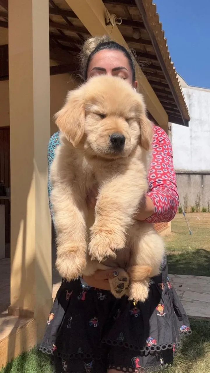 Cachorro  - Foto 2