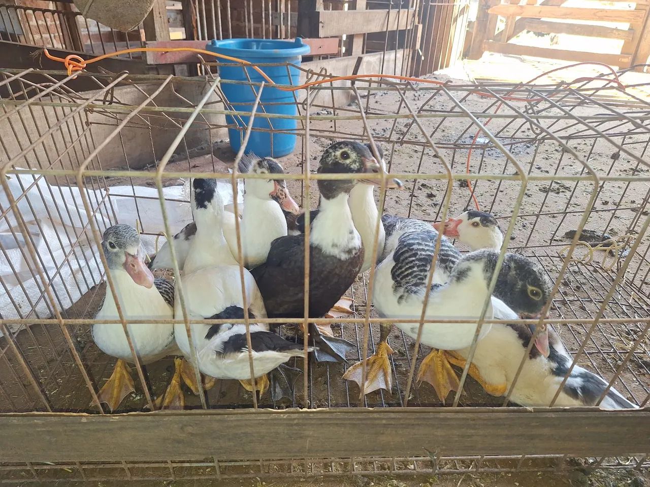 Patas e patos/ patinhos - Foto 6