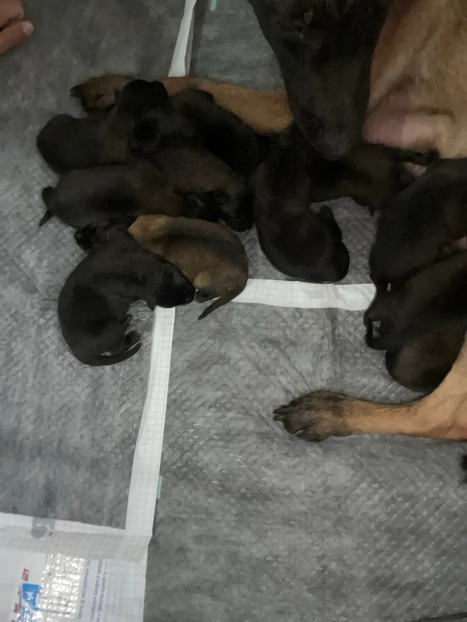 Pastor Malinois  - Foto 2