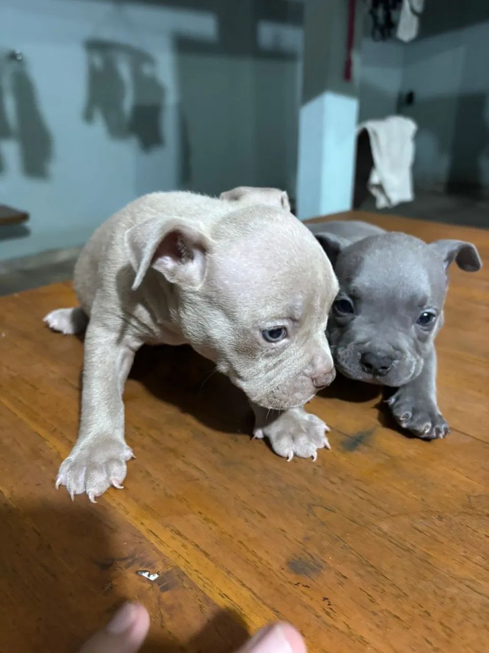 American bully  - Foto 5