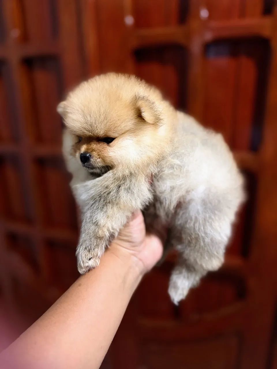 Spitz Macho - Foto 4
