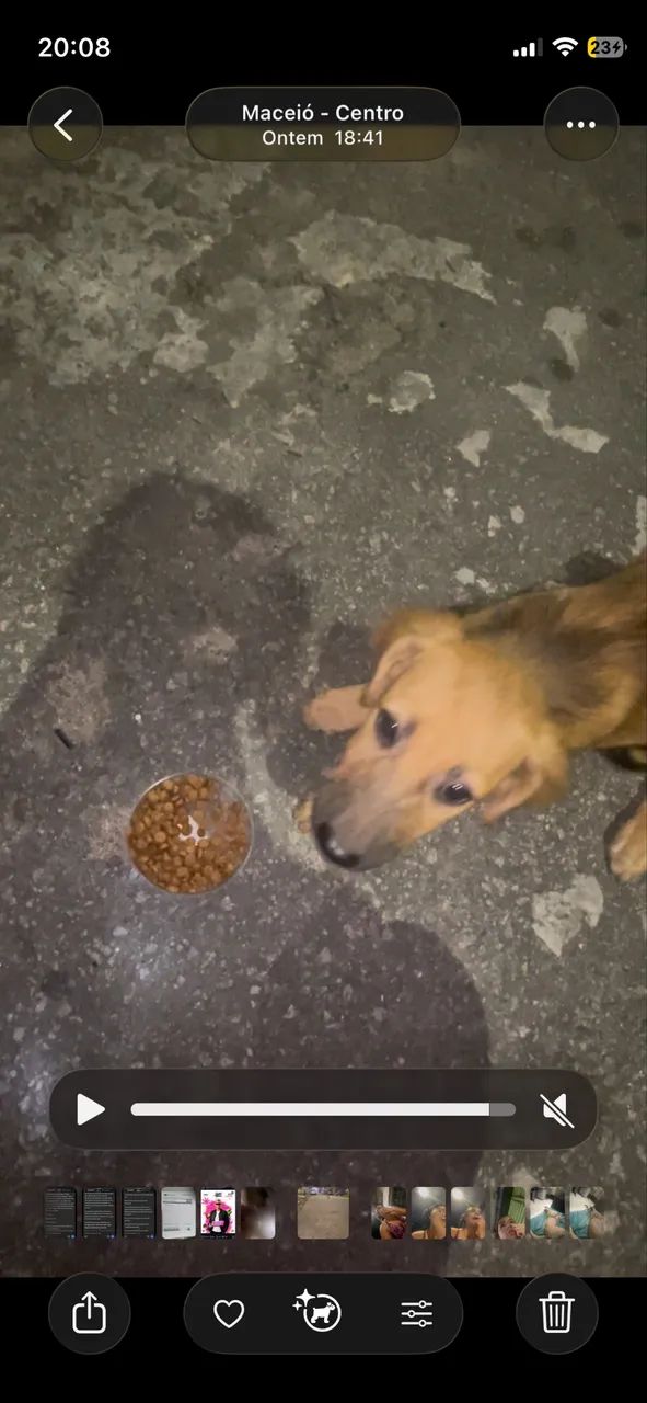 Cachorro 
