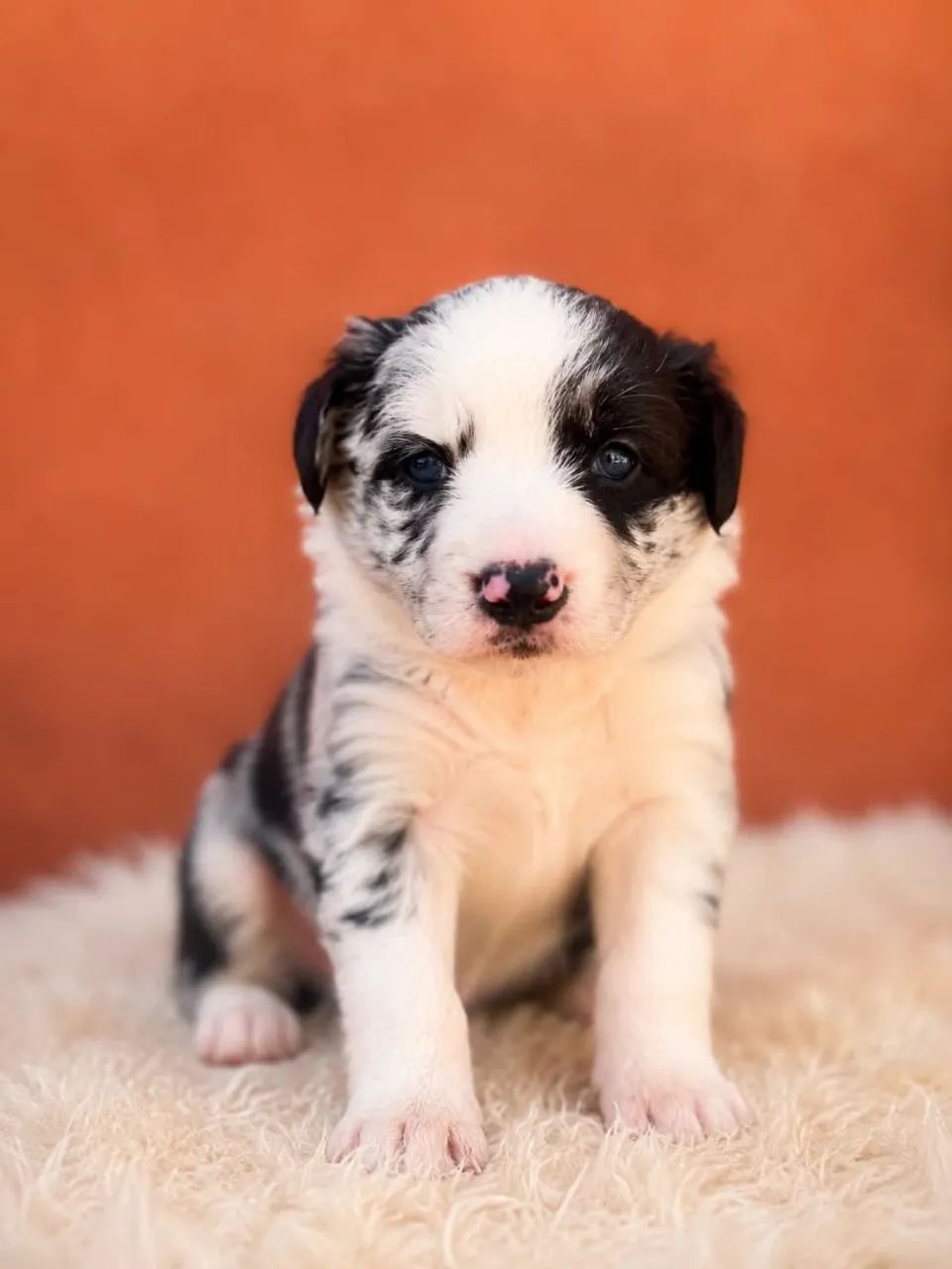 Border Collie fêmeas