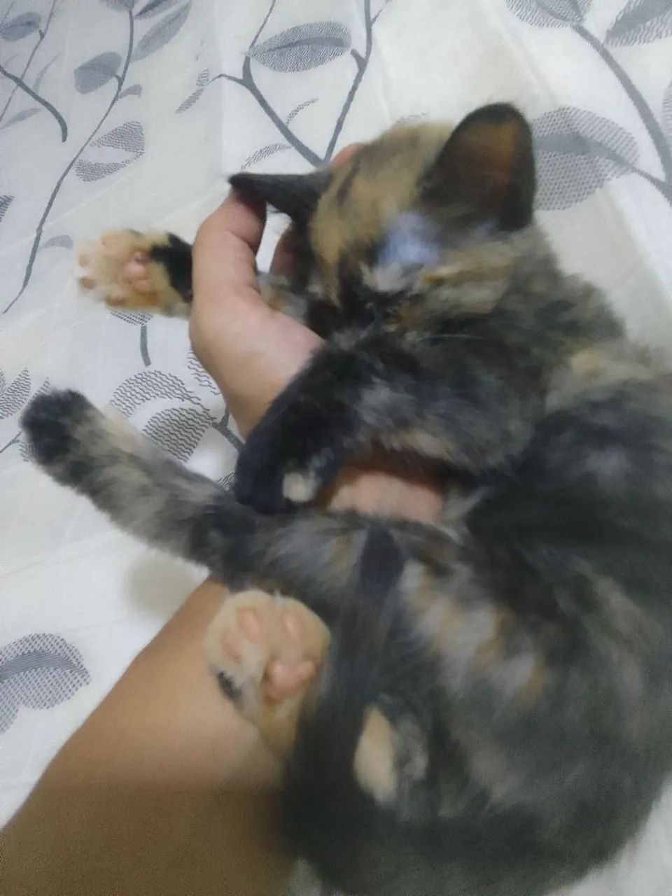 Gata filhote  - Foto 2