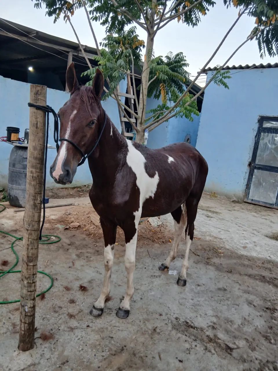 Potro Manga larga Filho de um cavalo máquina de picada .Registado - Foto 6