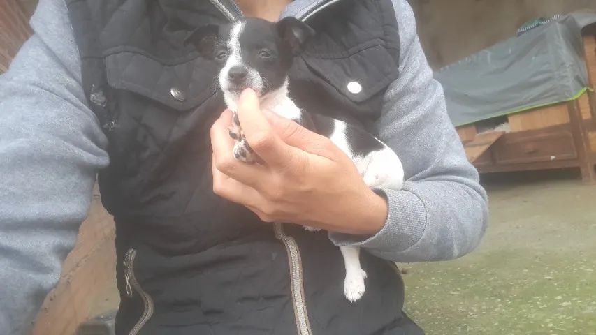 Pincher 1