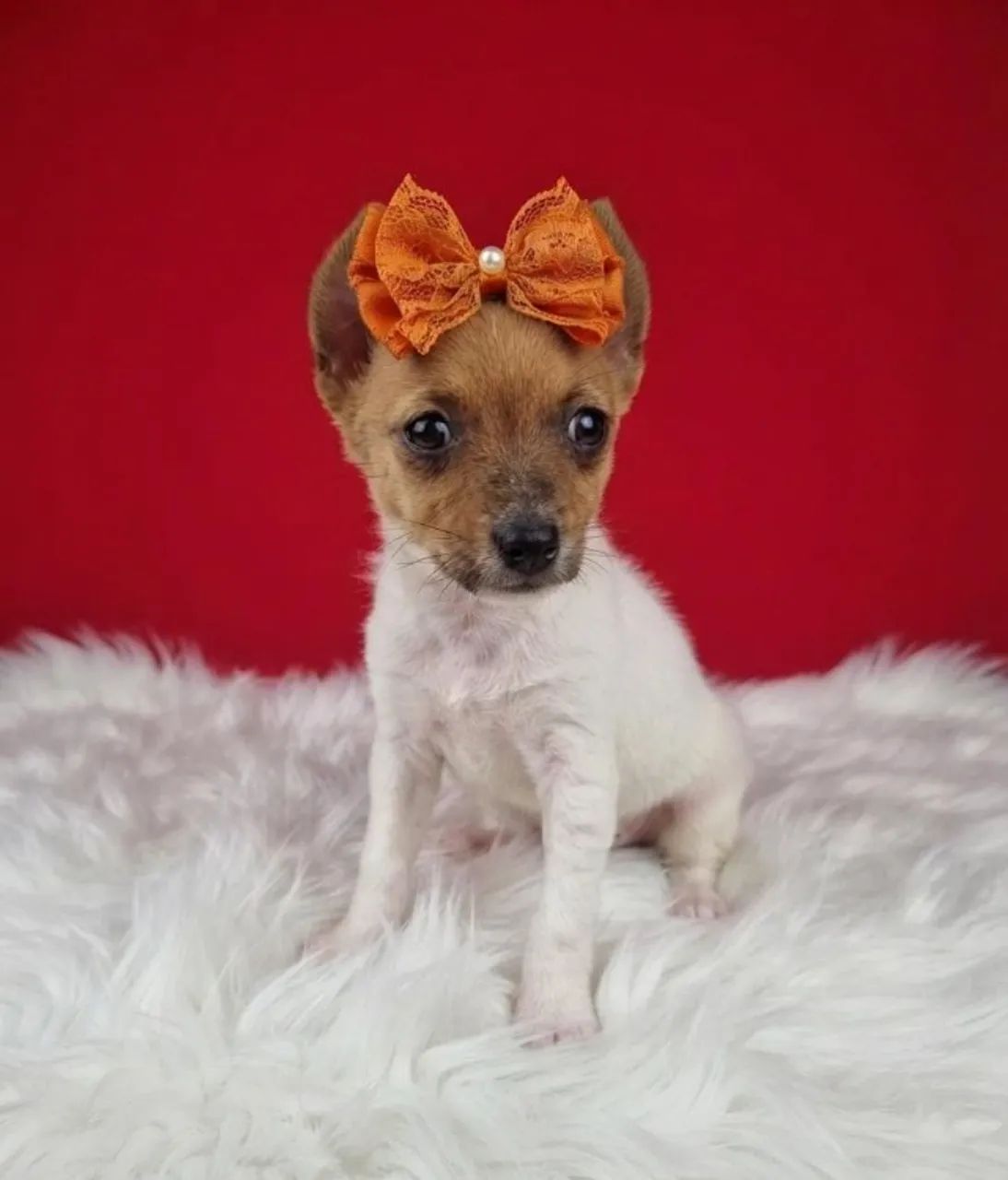 Pinscher Cheio de Carinho