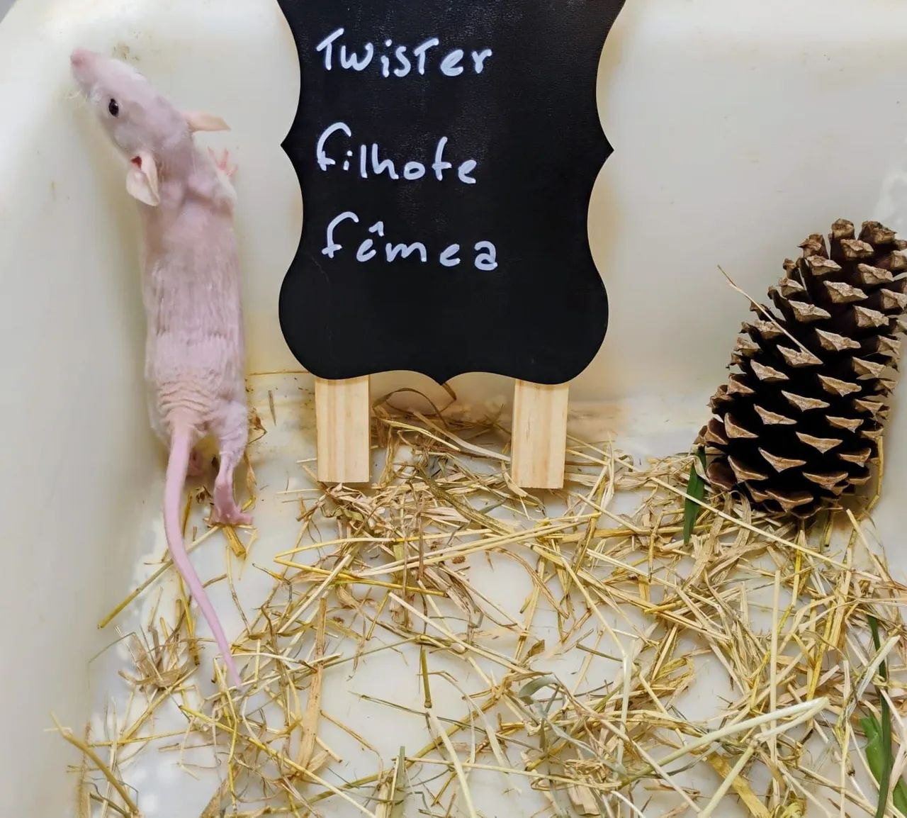 Filhotes de Twister/ Mercol  - Foto 6