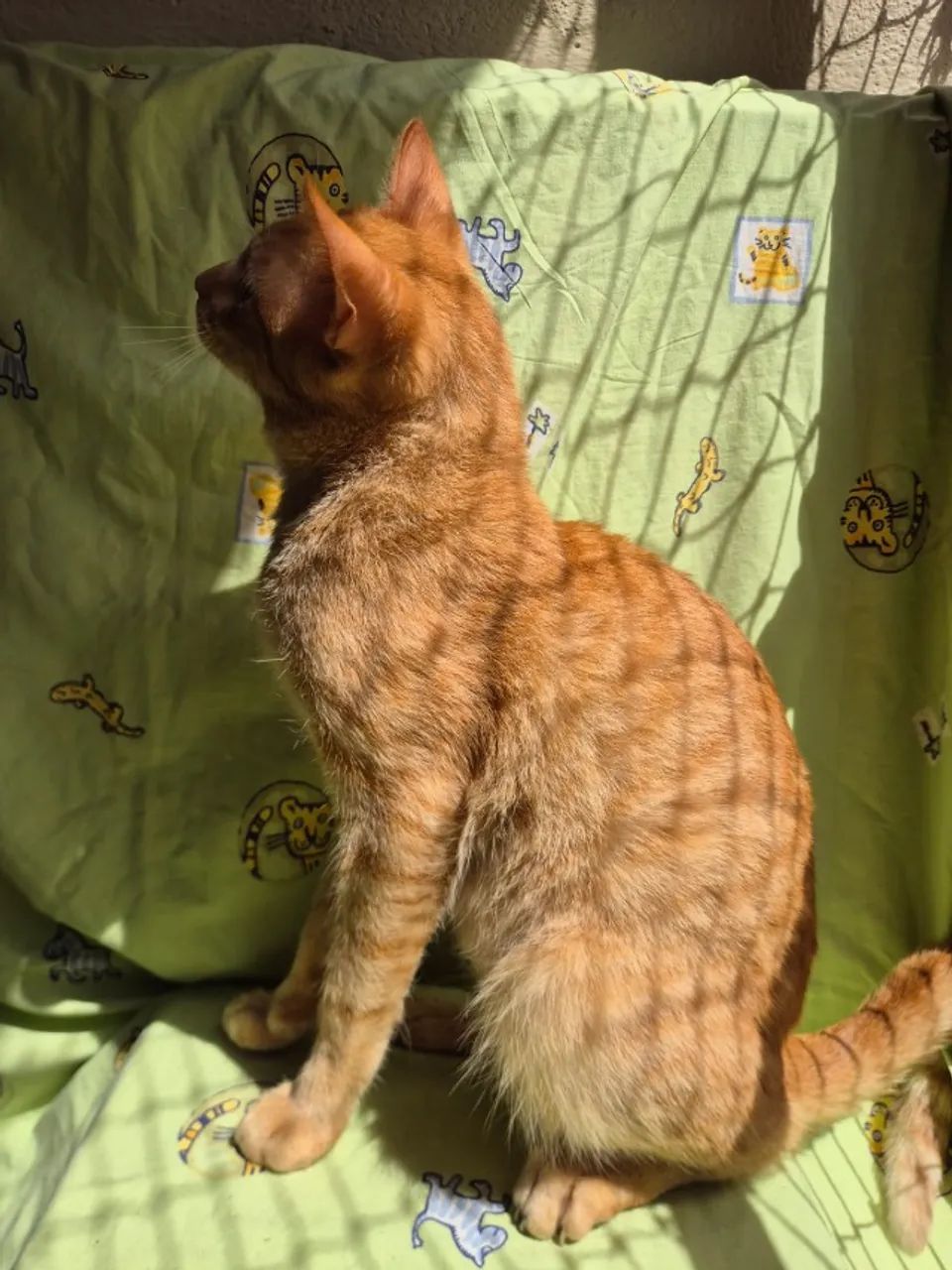 Adoção de gatinhos - Foto 3