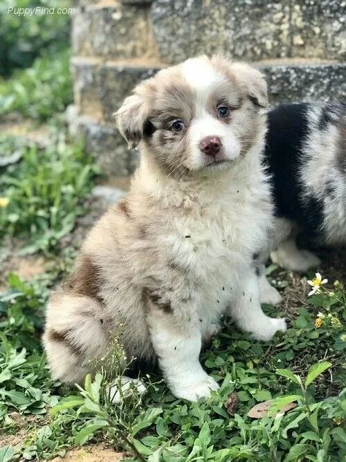 BORDER COLLIE Cheio de talento e personalidade.