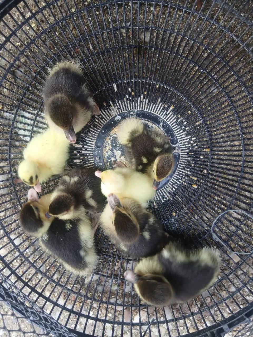 Vendo patinho e pintinho  - Foto 2