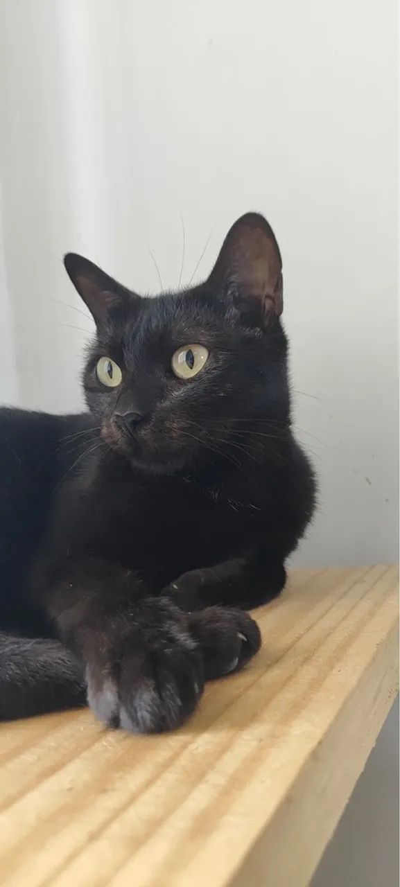 Gatinhos para adoção responsável  - Foto 5