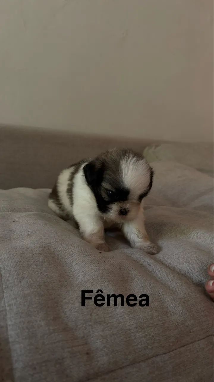 Shitzu  - Foto 5