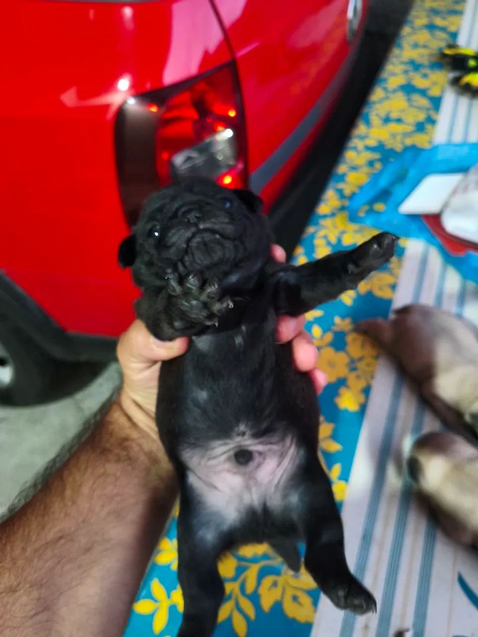 Filhotes de pug - Foto 5