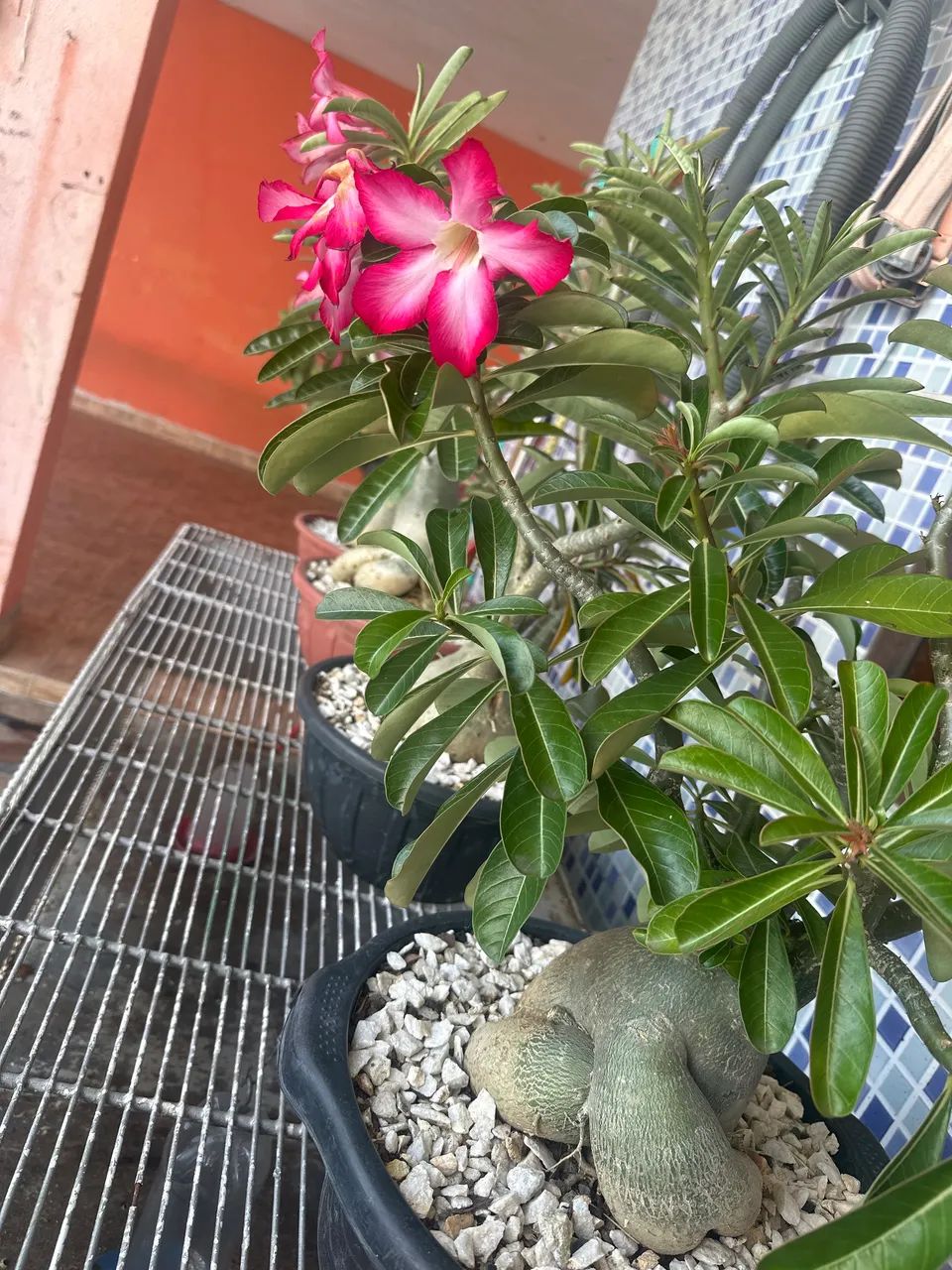 Rosas do deserto  - Foto 4