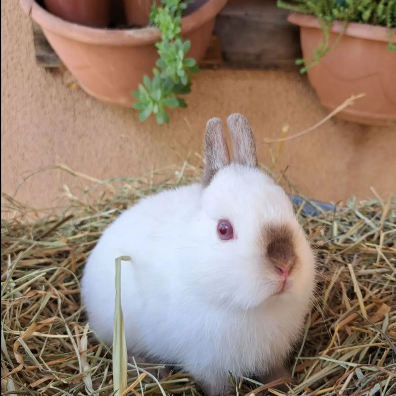 Mini coelhos anão netherland dwarf