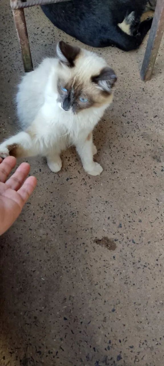 Doa-se essa gatinha  - Foto 4