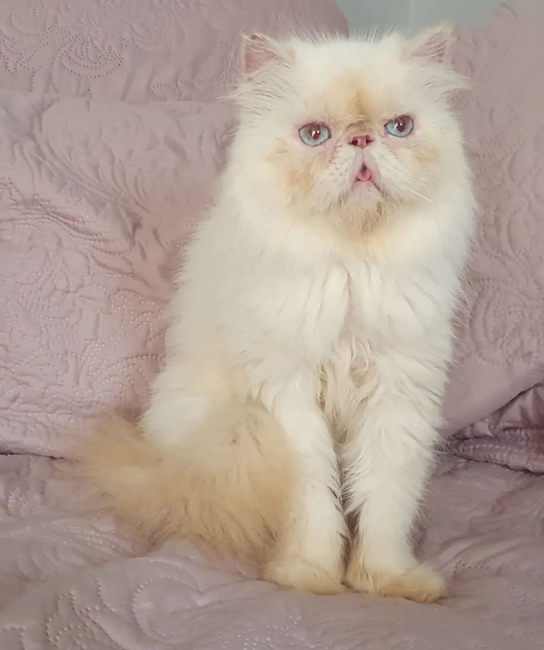 Gata himalaia 