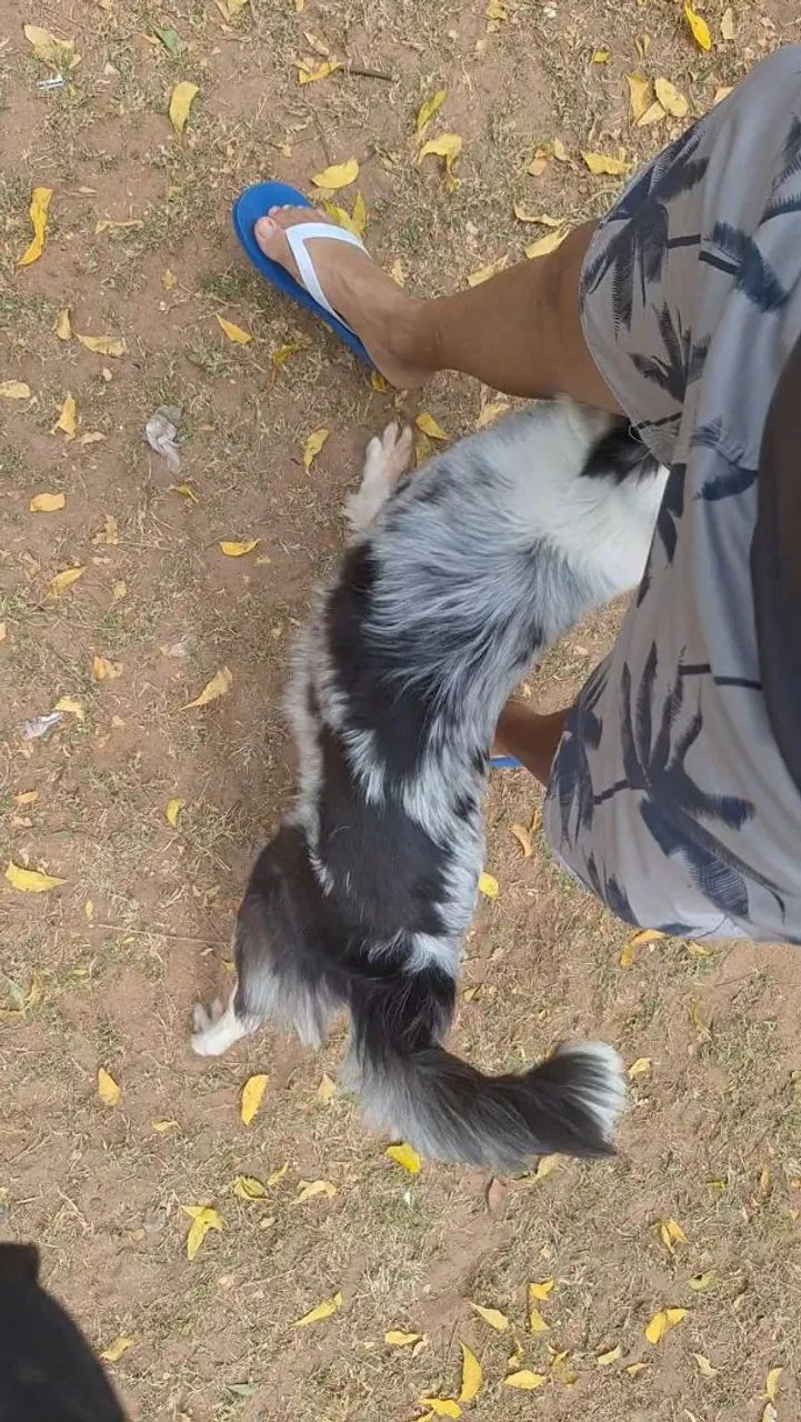 Cachorro  - Foto 4