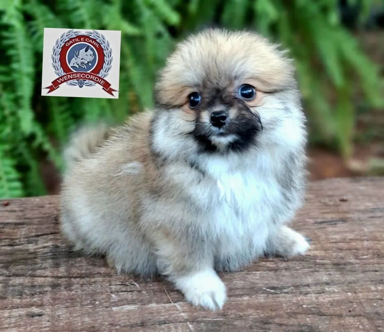 Filhote Mine Spitz Alemão  - Foto 3