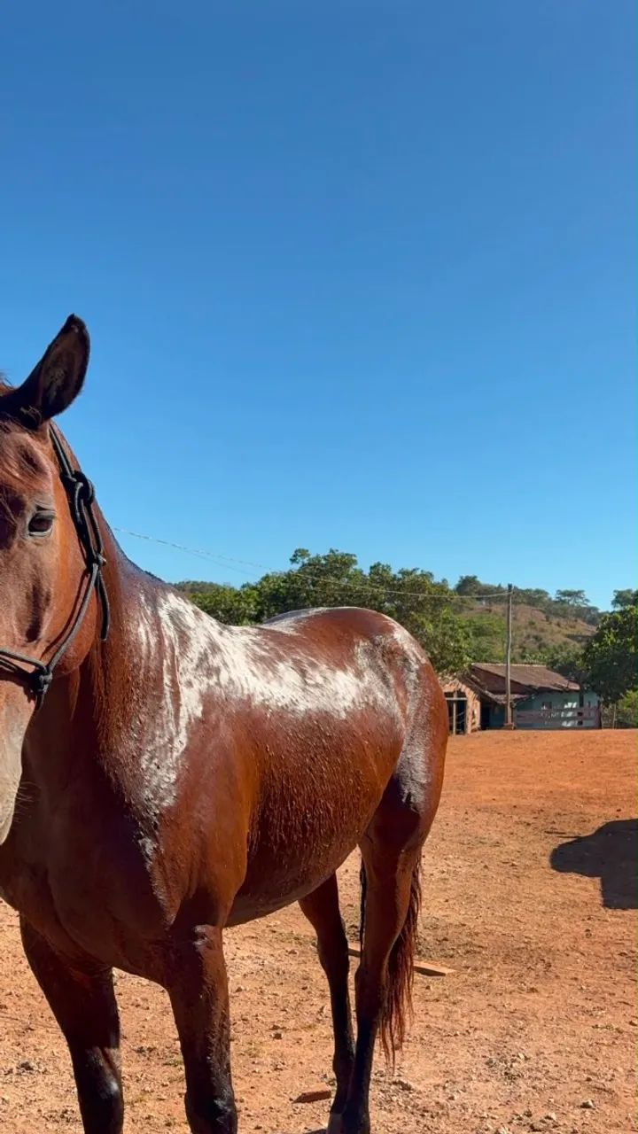 Cavalo - Foto 5