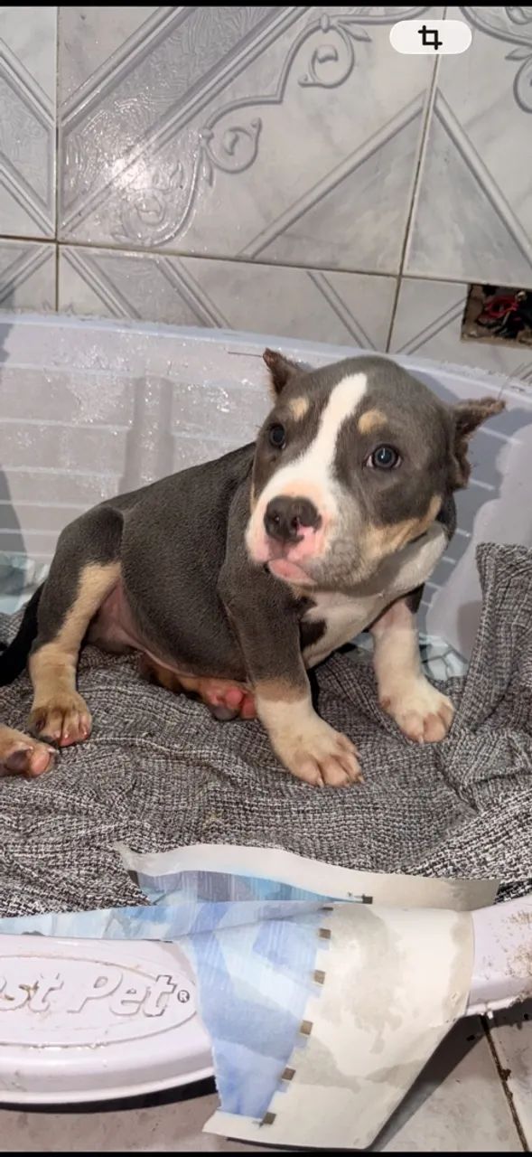 American bully  - Foto 2