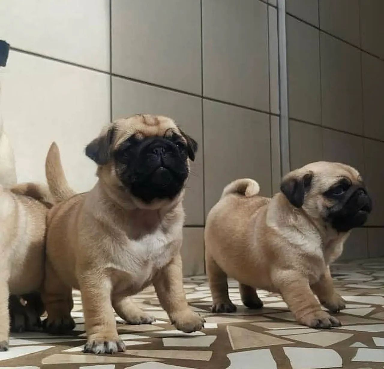 Pug anaozinho 