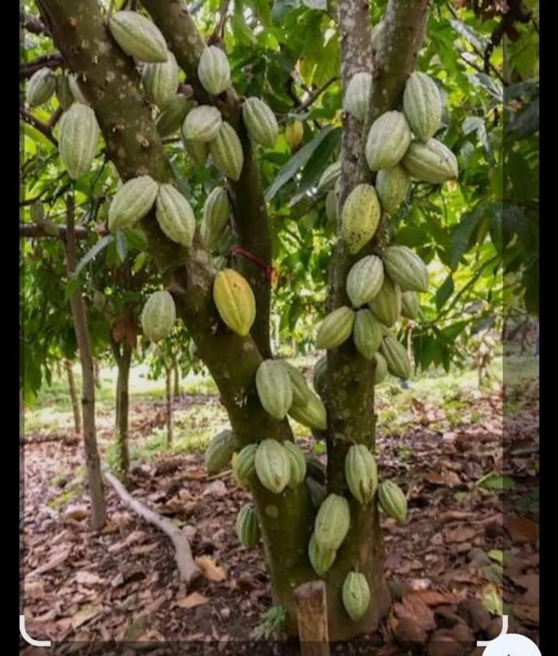 Mudas de cacau 