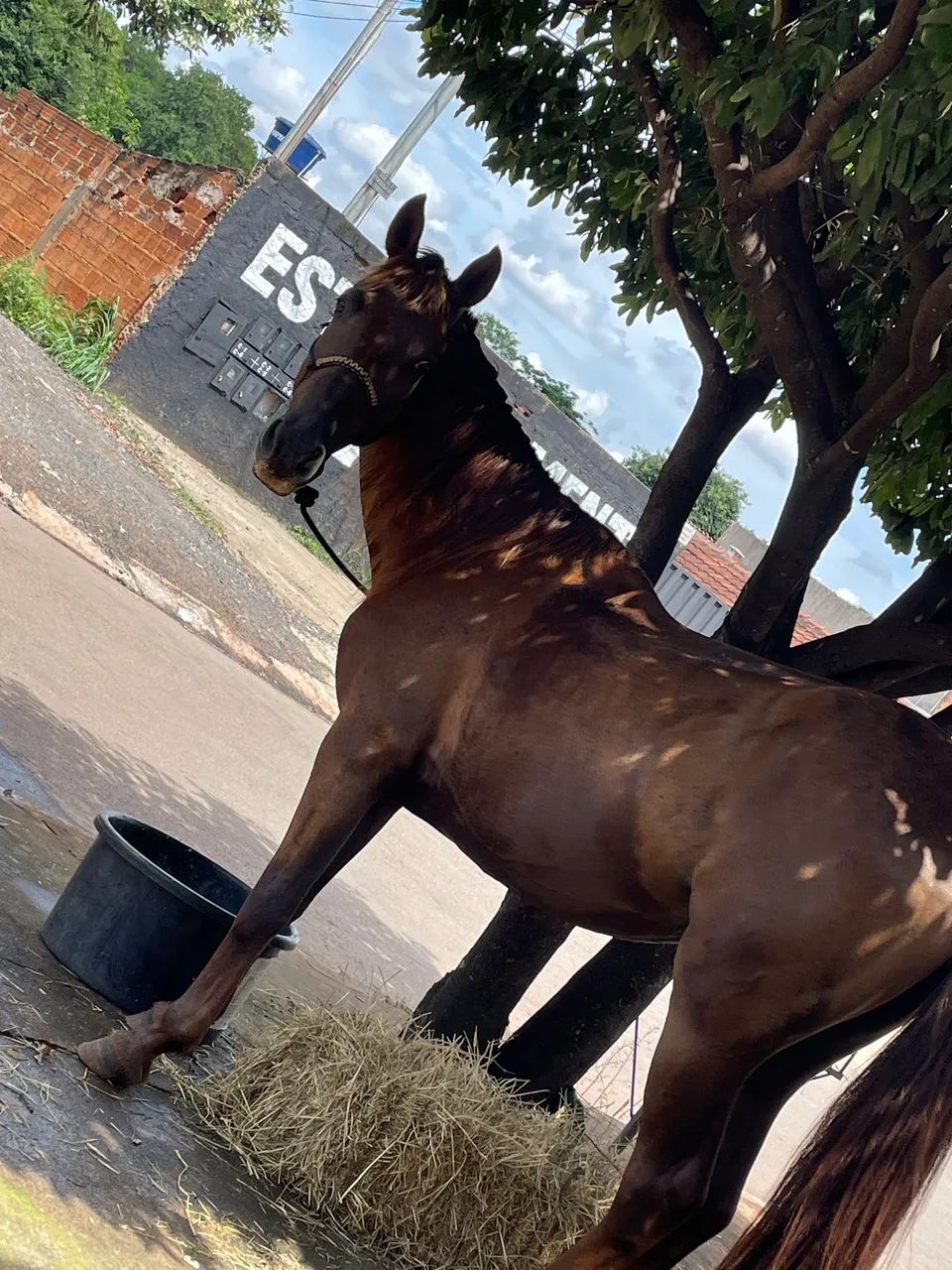 Cavalo QM  - Foto 4