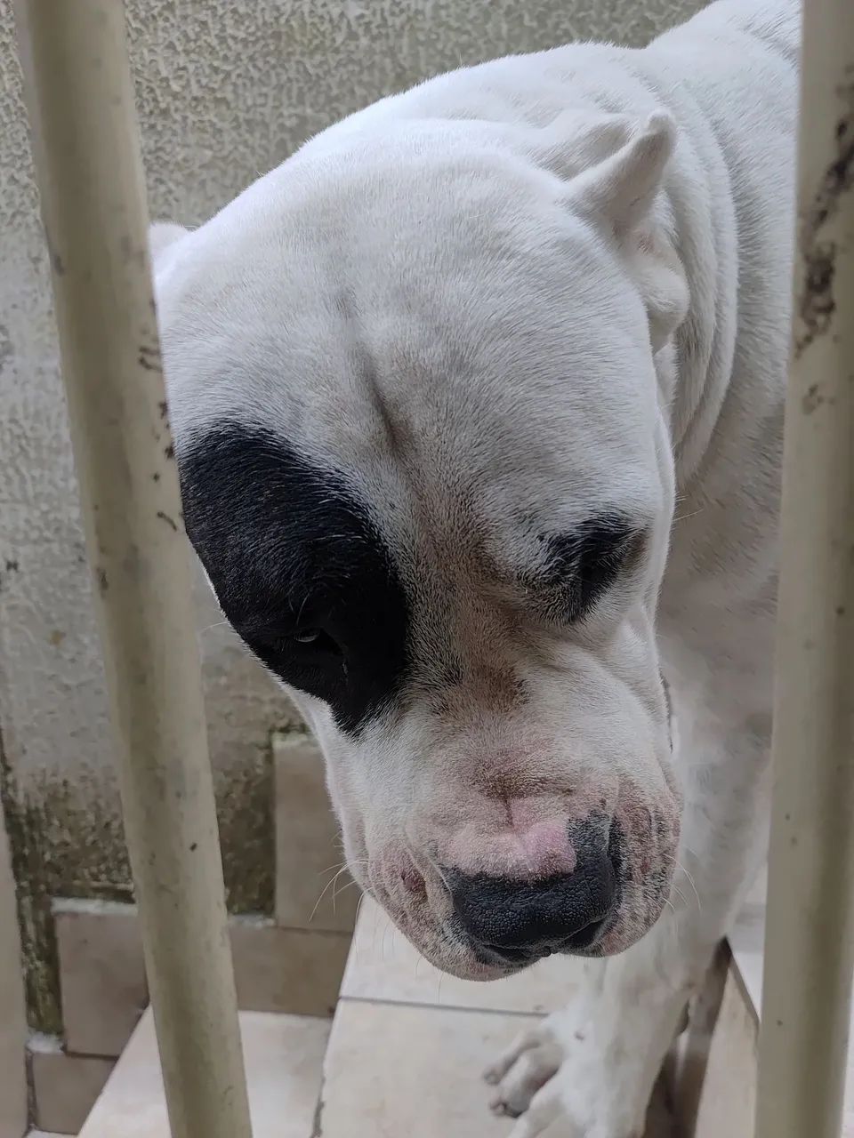 Dogo Argentino pirata  - Foto 2