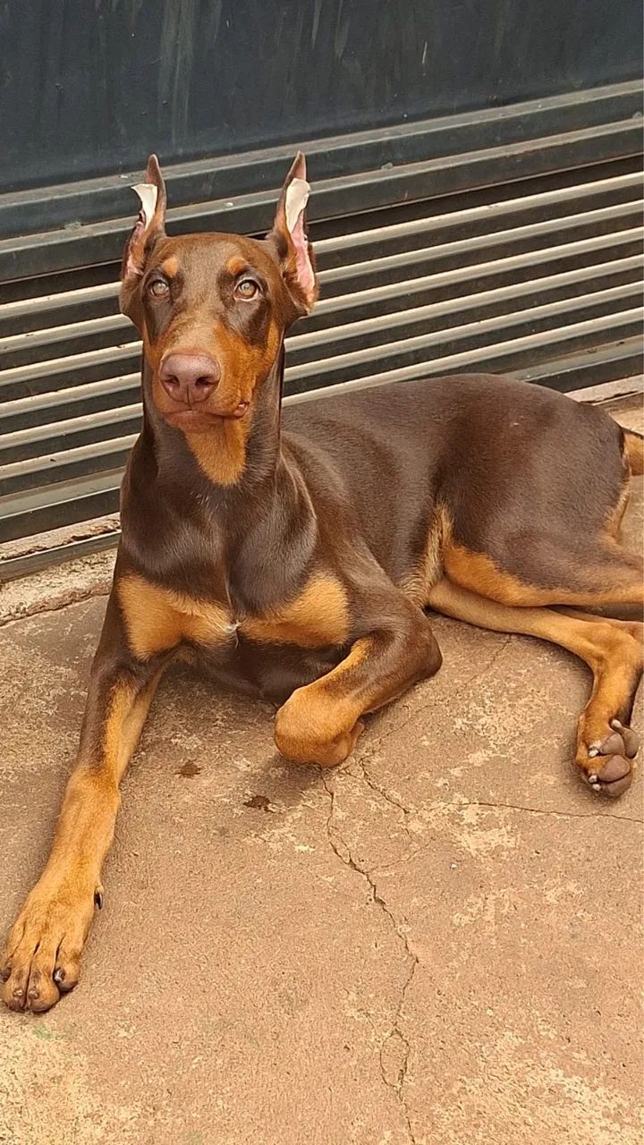 Doberman com pedigree  - Foto 4