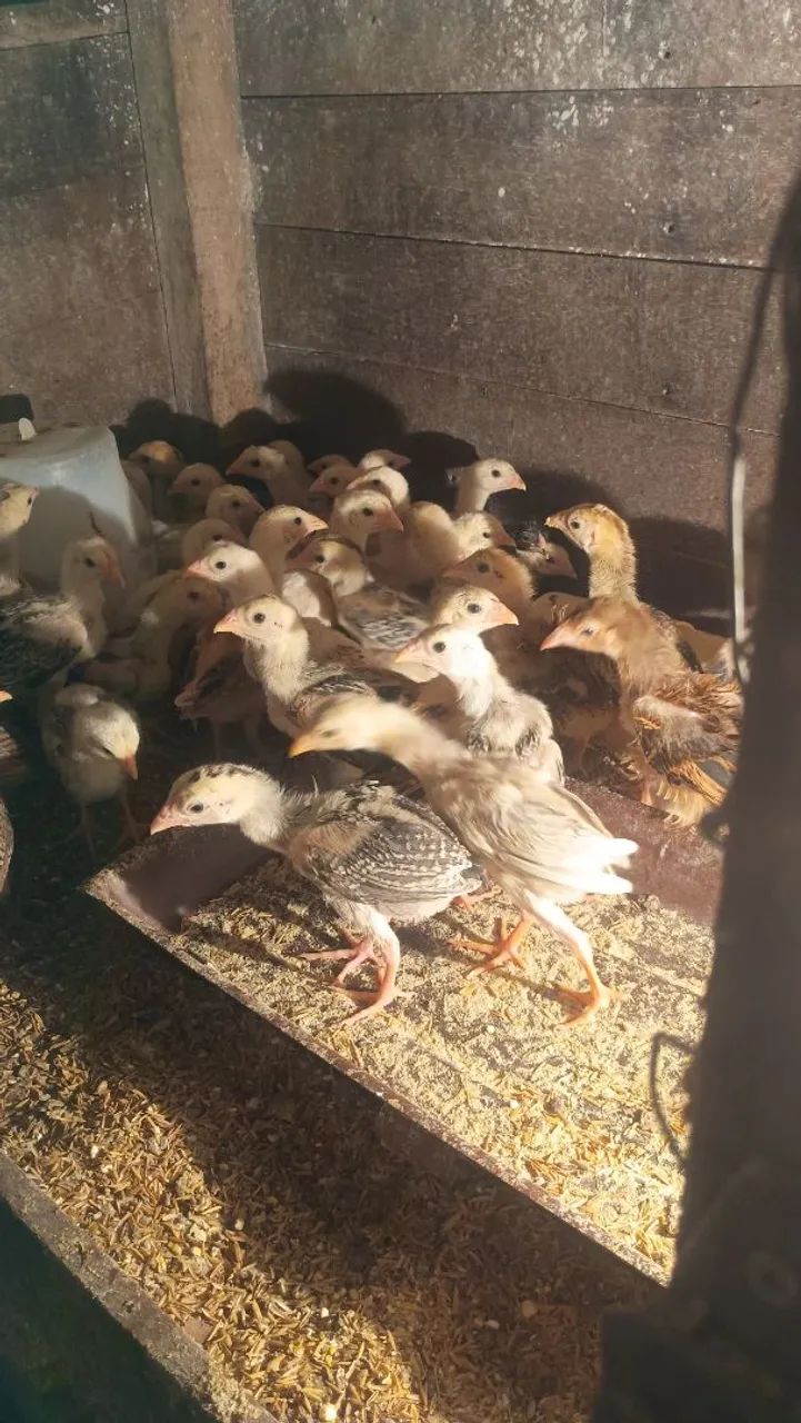 Vende-se Pintos carioca puro  - Foto 2