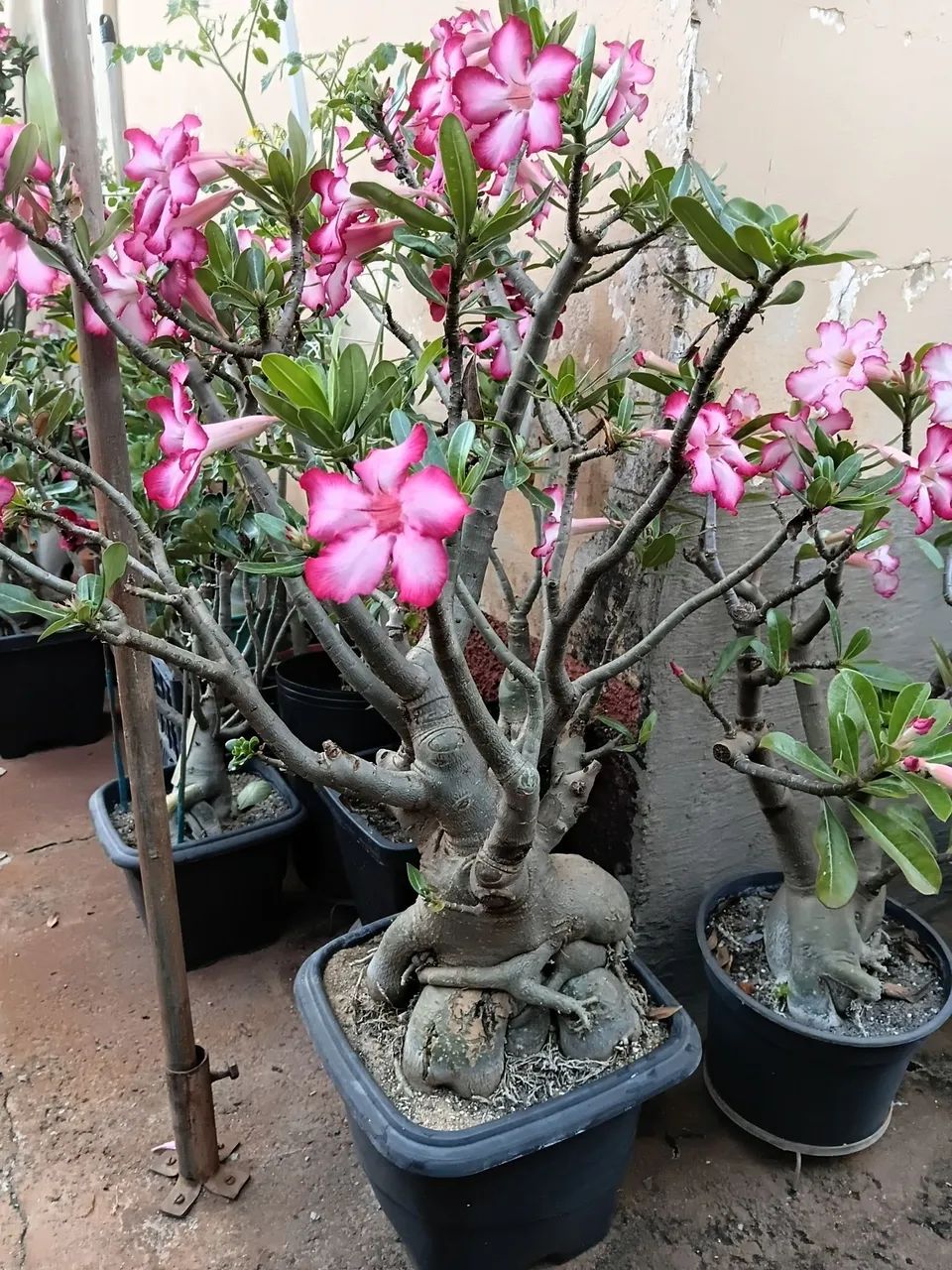 Rosa do Deserto  - Foto 2